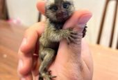 ΠΩΛΟΥΝΤΑΙ ΜΑΙΜΟΥΔΕΣ MARMOSET