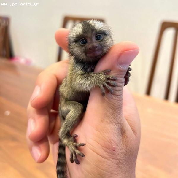 ΠΩΛΟΥΝΤΑΙ ΜΑΙΜΟΥΔΕΣ MARMOSET
