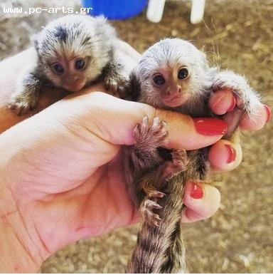 ΠΩΛΟΥΝΤΑΙ ΜΑΙΜΟΥΔΕΣ MARMOSET