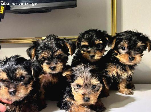 Χαριτωμένα κουτάβια Yorkie