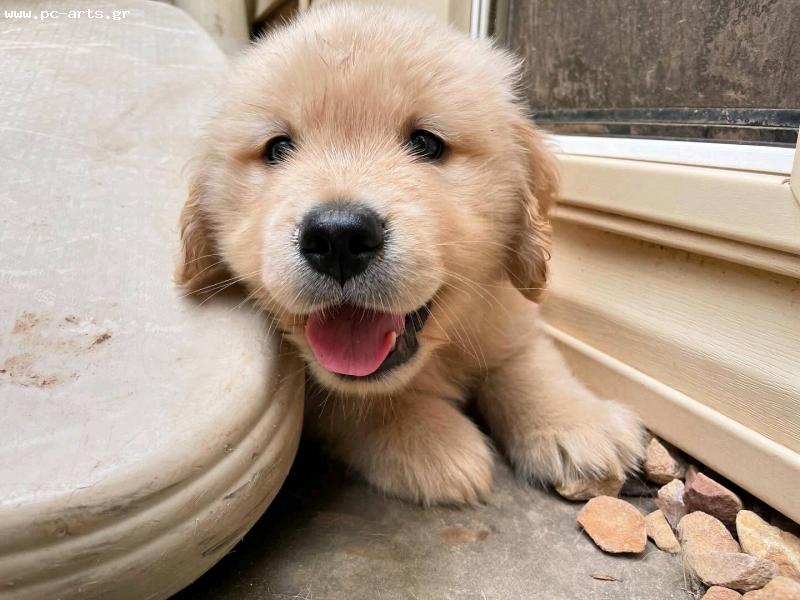 Golden retriever puppies for adoption