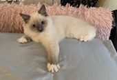 agdoll kittens