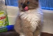 agdoll kittens