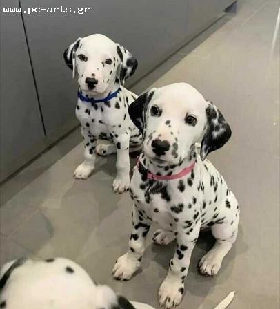 Διαθέσιμα όμορφα και υγιή κουτάβια Great Dane