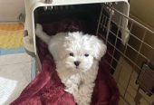 Κουτάβια Bichon Frize