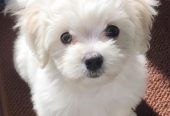Κουτάβια Bichon Frize